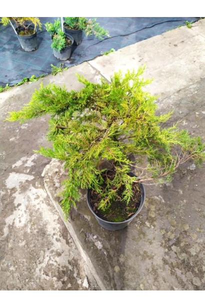 Ялівець середній / пфітцеріана Moрдіган Голд - 5л/вис.30-35см/Ø60-80см